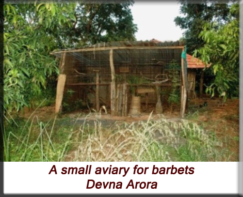 Devna Arora - A small aviary for barbets